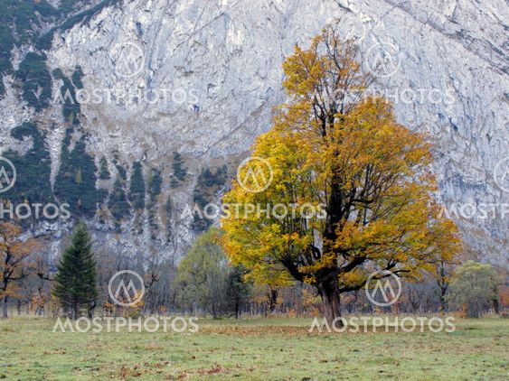 Yellow Colored Broadleaf Tree