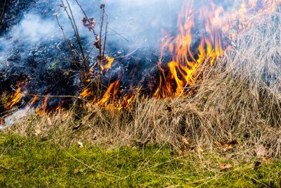 Burning grass in early spring.