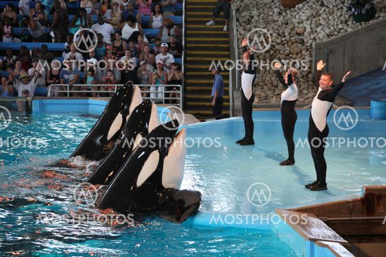 Three whales Orcas