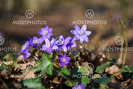 Shiny blue anemones