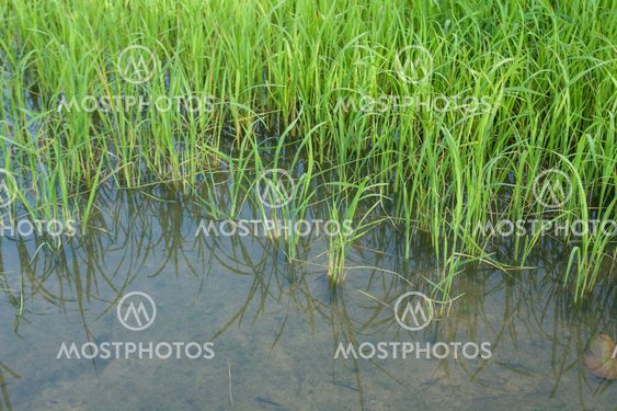 Seedlings of rice growing in paddy fields with water
