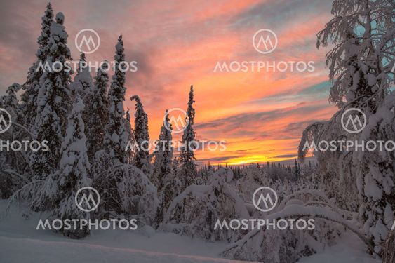 Winter forest with colorfull sky