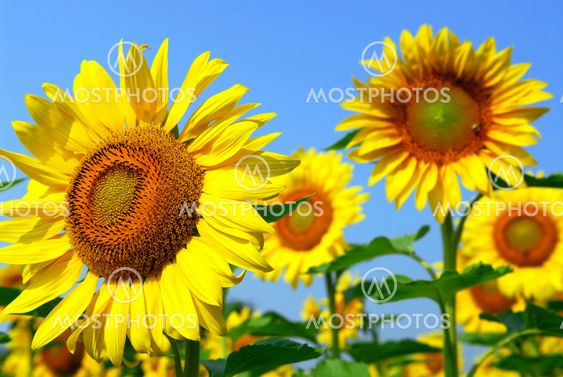 Sunflower field