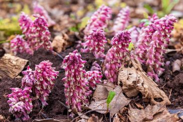 Beautiful pink Toothwort flowers in bloom at spring
