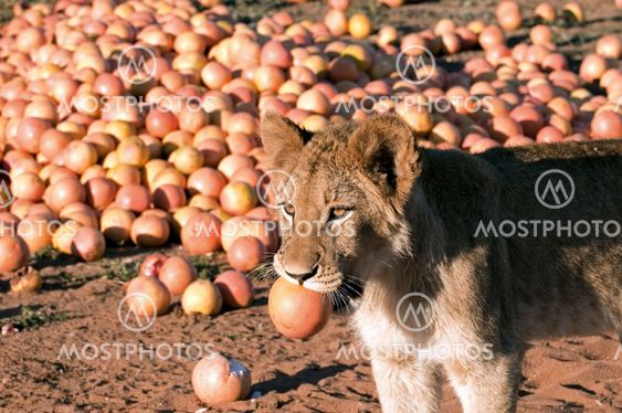 Lion - Löwe