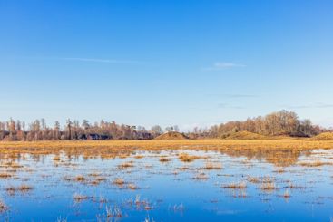 View at a beautiful flooded wet meadow in springtime