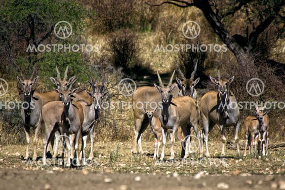 a group of eland at daan viljoen game park namibia africa