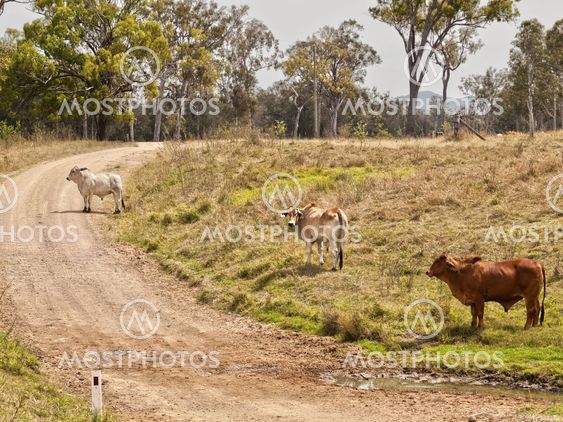 Australian rural country road scene
