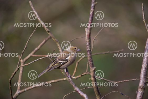 Female Chaffinch perched in woodland
