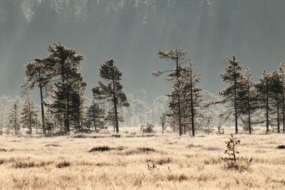 Pine Trees at Cold Morning II