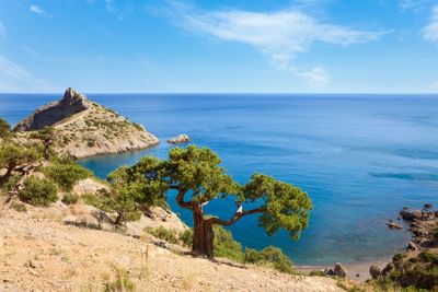 Juniper tree on rock and sea with Capchik cape behind...