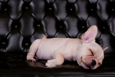french bull dog asleeping on black sofa desk