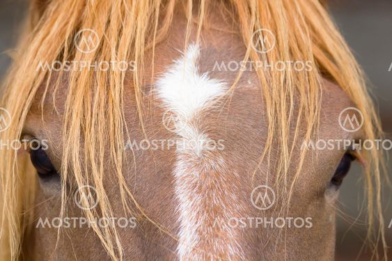 close-up of a horse
