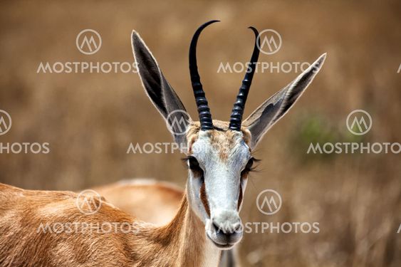 nice springbok in etosha national park namibia
