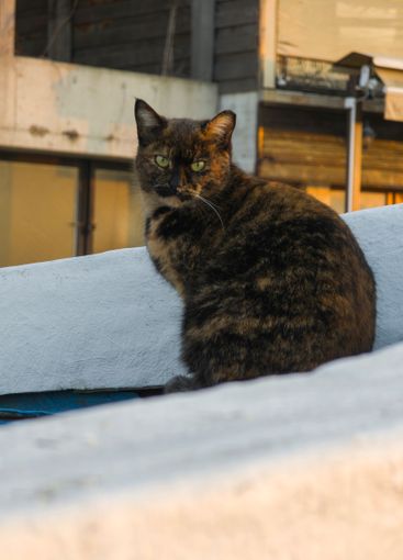 Sunset view of the port of Sozopol, Bulgaria