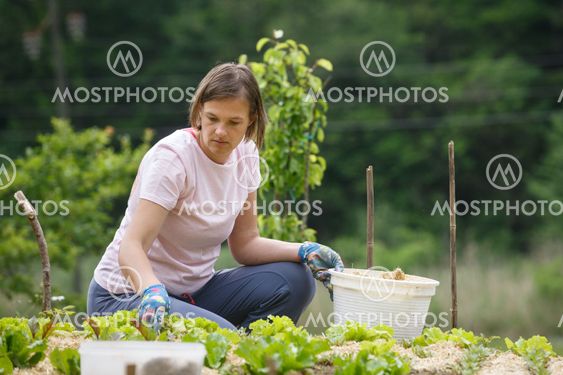 Woman gardener planting salad and mulching it