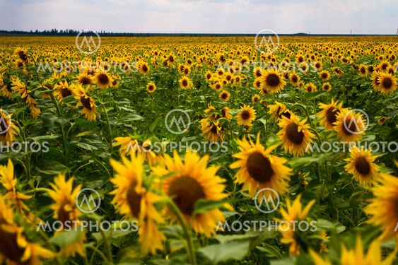 Sunflowers in the field