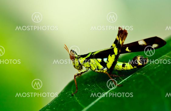 Grasshopper in green nature
