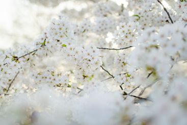 Beautiful cherry tree blossoming on spring. Beauty in...