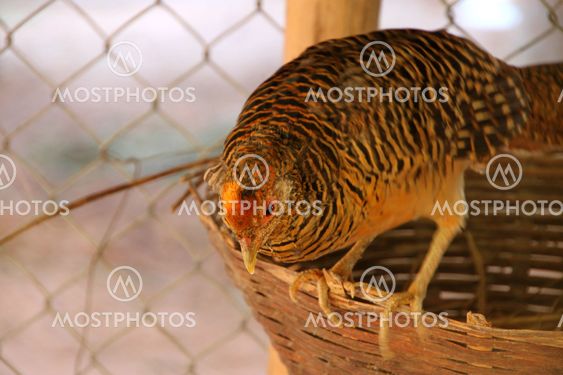 Gallopheasant (focus on head)