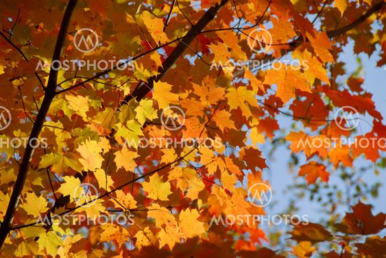 Fall maple