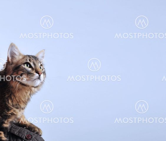 Norwegian Forest Cat