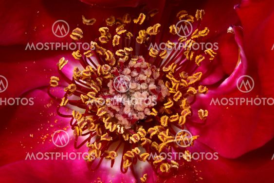 Inside Lily Marlene
