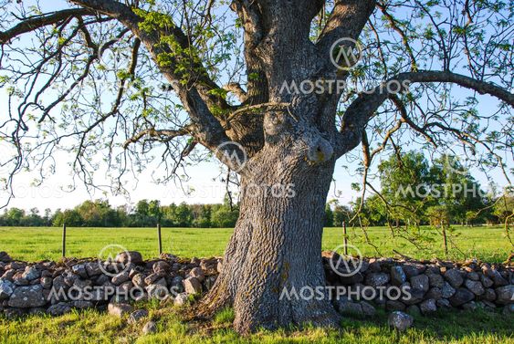 Big old ash tree