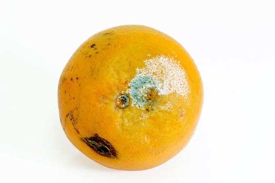 Muggen orange