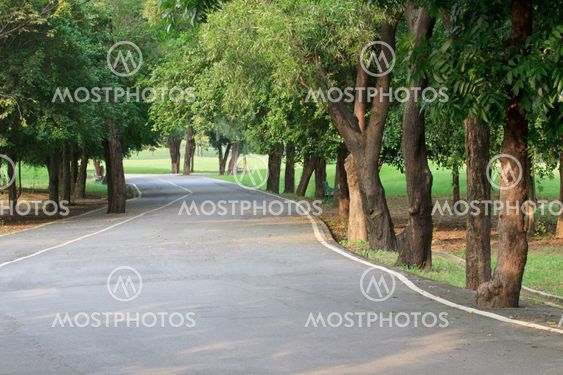 tree plant and asphalt way in public park