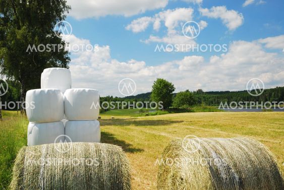Harvested field with straw bales packaged