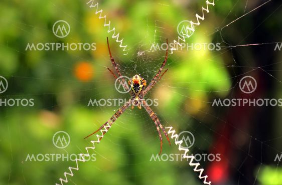 Spider
