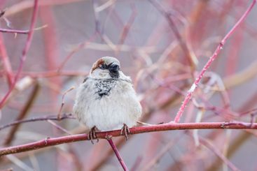 Sparrow sits on a branch without leaves.
