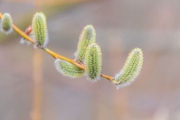 Nature awakes in spring. Blooming willow twigs and furry...