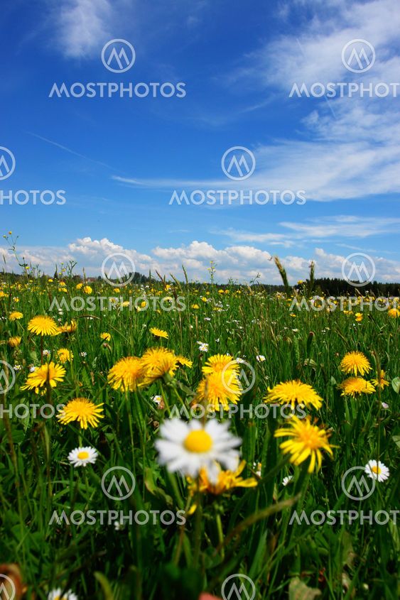 Spring
