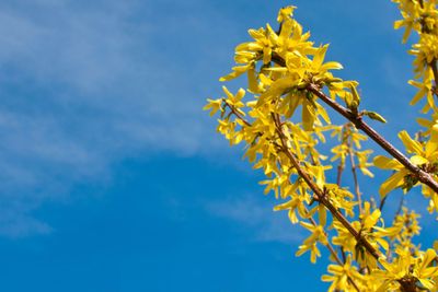 Forsythia 