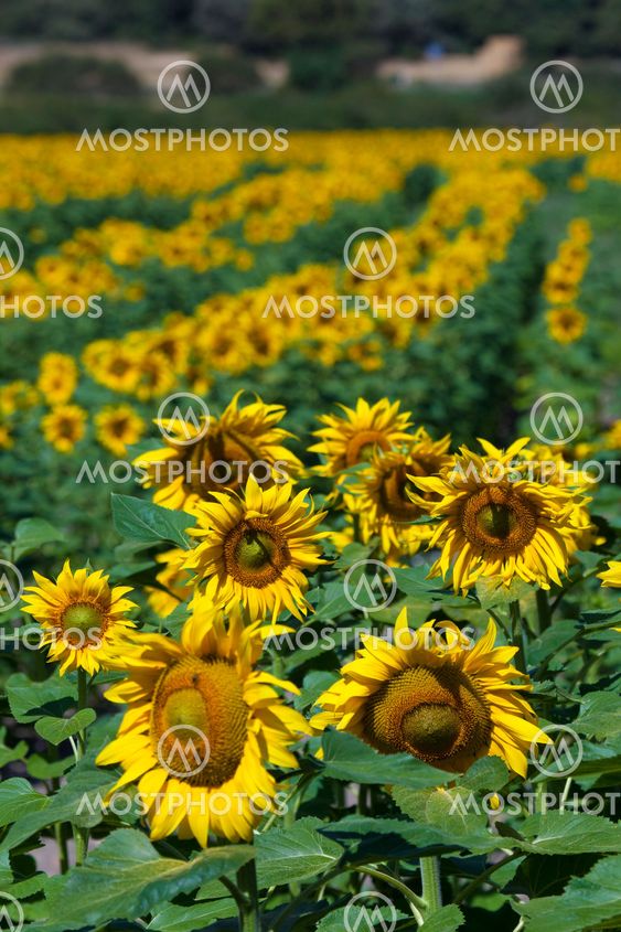 Sunflowers, Villarcayo, Merindades, Burgos, Castilla y Leon, Spain