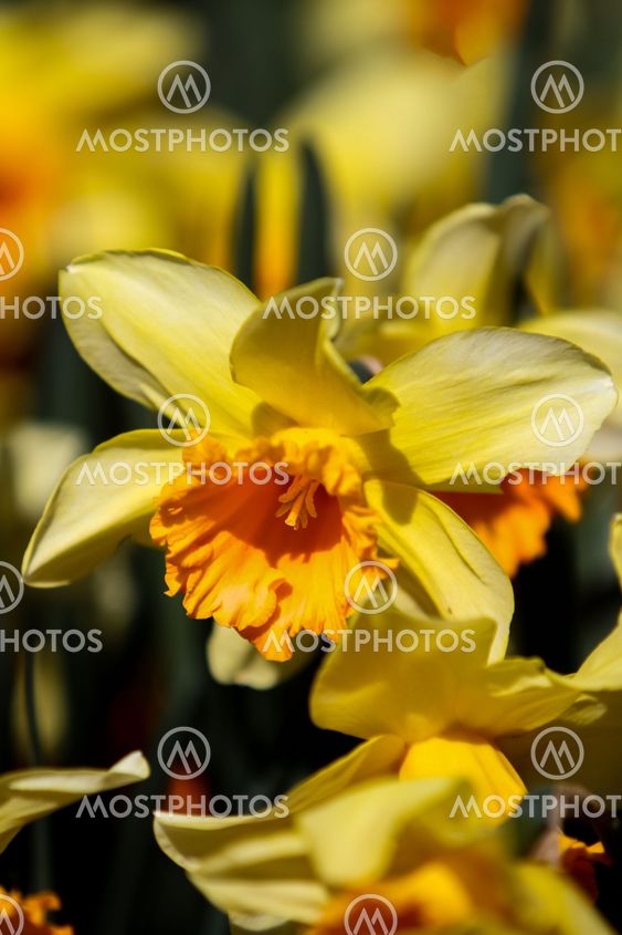 Daffodils