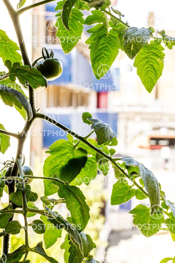 Green growing tomato plant in the window