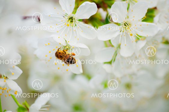 čerešâ-bee
