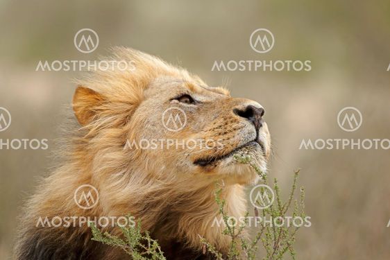 African lion portrait - Kalahari desert