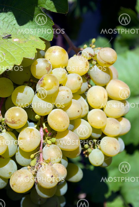 white grape