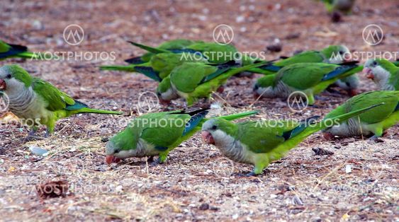 Monk Parakeet (Myiopsitta monachus)