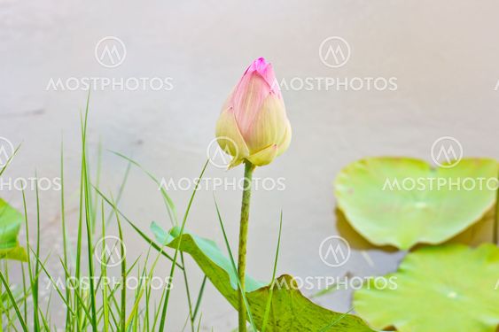 lotus flower