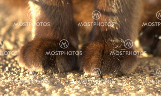 Sametti paw