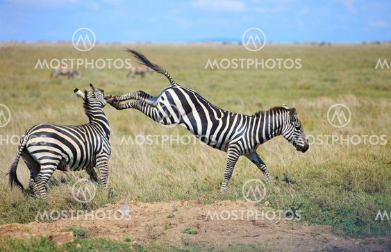 Zebras