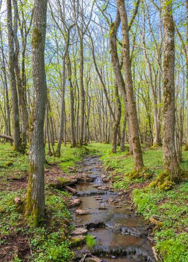 Lush woodland with a stream in spring