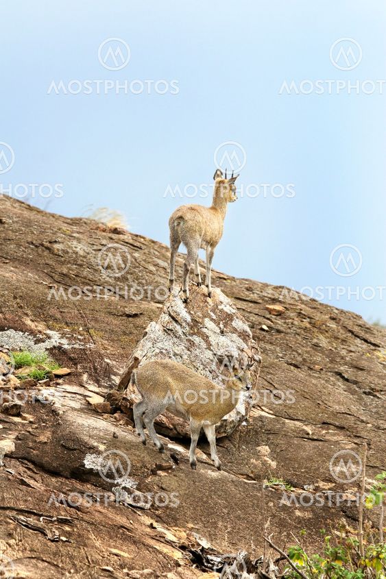 Klipspringers (Oreotragus oreotragus)
