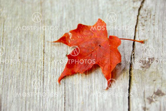 Maple leaf fall