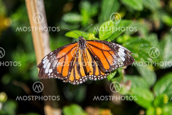 Monarch butterfly